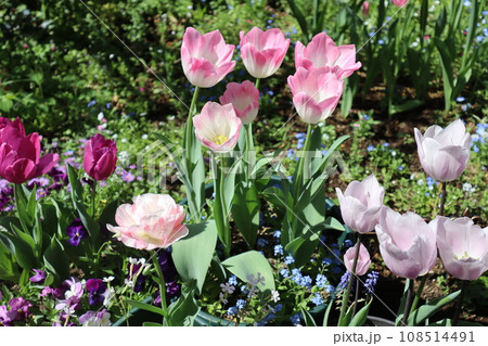 チューリップの寄せ植え＆寄せ鉢 108514491