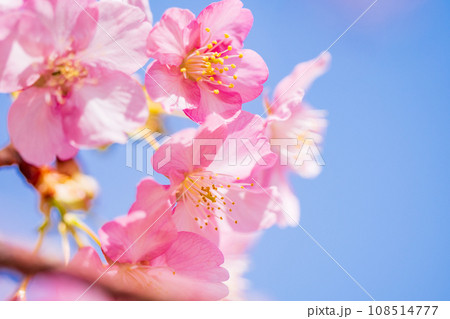 満開の河津桜　青空 108514777