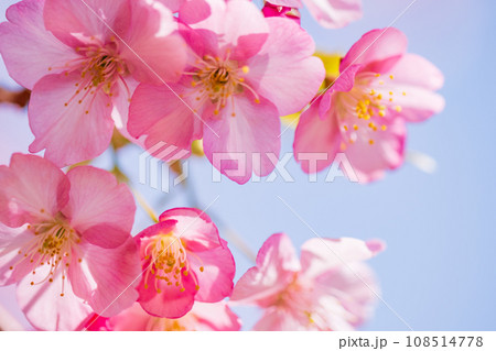 満開の河津桜 青空 満開の河津桜 青空 108514778