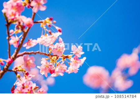 満開の河津桜　青空 108514784