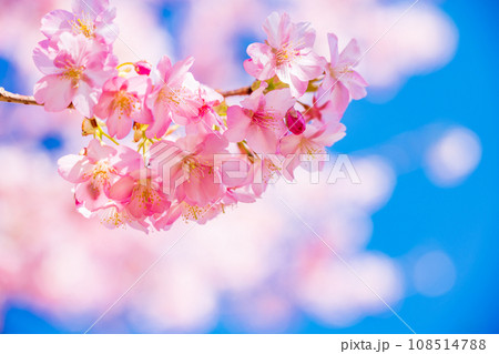 満開の河津桜 青空 満開の河津桜 青空 108514788