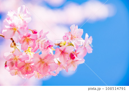 満開の河津桜　青空 108514791