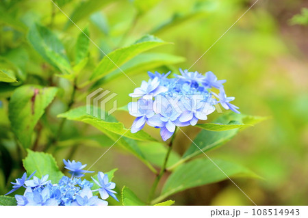 アジサイの花 千代女 アジサイの花 千代女 108514943
