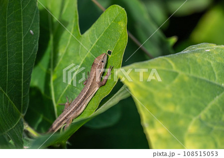 ニホンカナヘビ 108515053