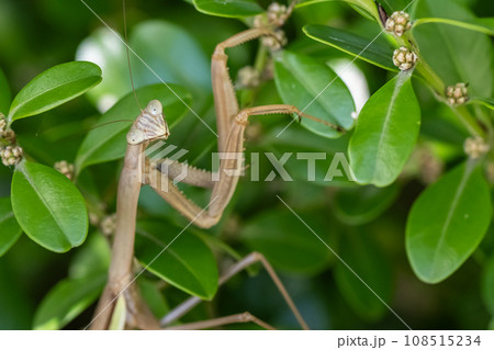 オオカマキリ オオカマキリ 108515234