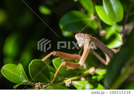 オオカマキリ 108515239