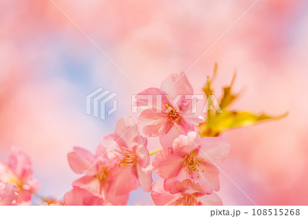 満開の河津桜 青空 満開の河津桜 青空 108515268