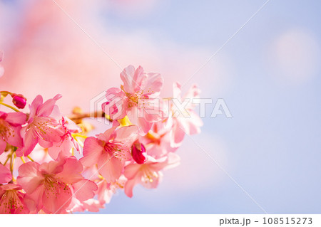 満開の河津桜 青空 満開の河津桜 青空 108515273
