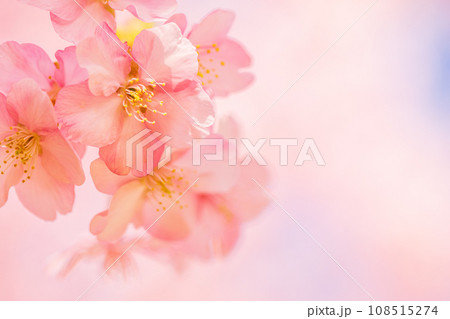 満開の河津桜 青空 満開の河津桜 青空 108515274