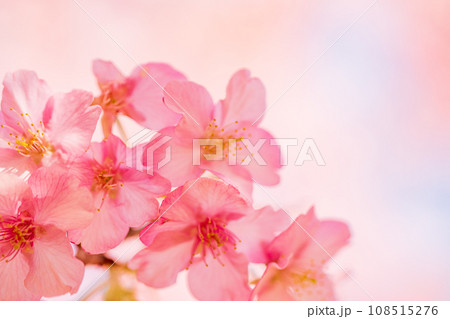 満開の河津桜　青空 108515276