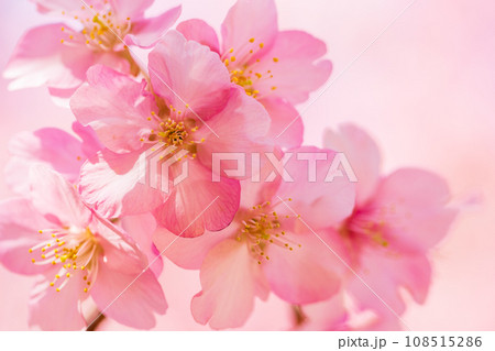 満開の河津桜 青空 満開の河津桜 青空 108515286