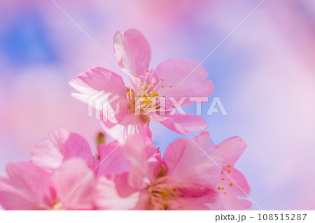 満開の河津桜　青空 108515287
