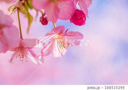 満開の河津桜　青空 108515295