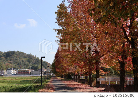 山口姫山の麓の紅葉 108515680