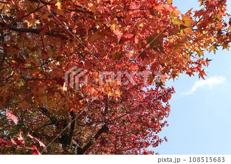 山口姫山の麓の紅葉 108515683