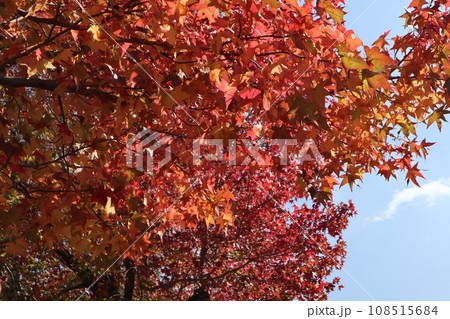 山口姫山の麓の紅葉 山口姫山の麓の紅葉 108515684