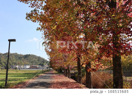 山口姫山の麓の紅葉 108515685