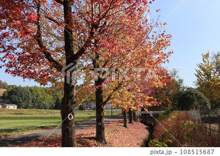 山口姫山の麓の紅葉 山口姫山の麓の紅葉 108515687