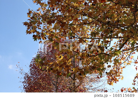 山口姫山の麓の紅葉 108515689