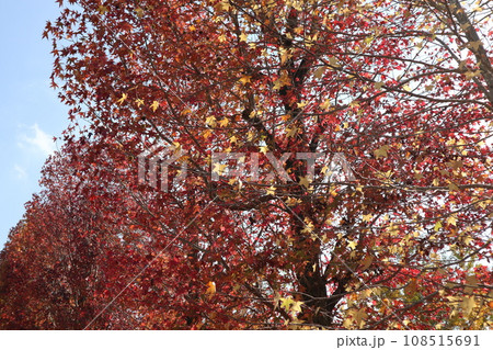 山口姫山の麓の紅葉 108515691