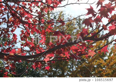 山口姫山の麓の紅葉 108515697