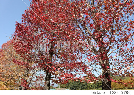 山口姫山の麓の紅葉 108515700