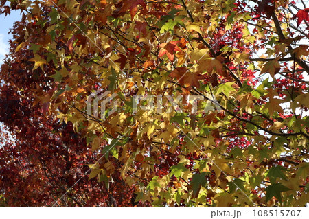 山口姫山の麓の紅葉 108515707