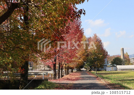 山口姫山の麓の紅葉 山口姫山の麓の紅葉 108515712