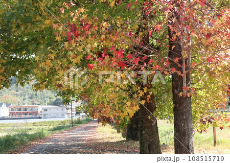 山口姫山の麓の紅葉 108515719
