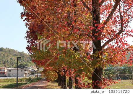 山口姫山の麓の紅葉 108515720