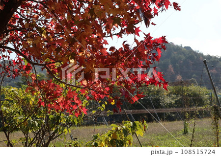 山口姫山の麓の紅葉 山口姫山の麓の紅葉 108515724