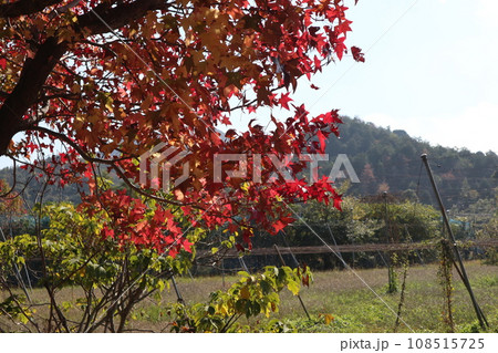 山口姫山の麓の紅葉 108515725