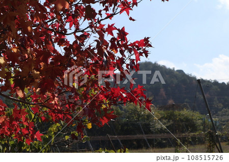 山口姫山の麓の紅葉 山口姫山の麓の紅葉 108515726