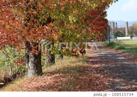 山口姫山の麓の紅葉 108515734