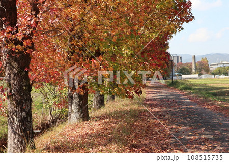 山口姫山の麓の紅葉 山口姫山の麓の紅葉 108515735