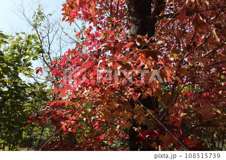山口姫山の麓の紅葉 108515739