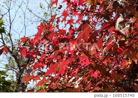 山口姫山の麓の紅葉 108515740