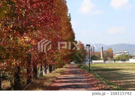 山口姫山の麓の紅葉 108515742