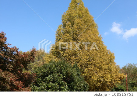 山口姫山の麓の紅葉 108515753