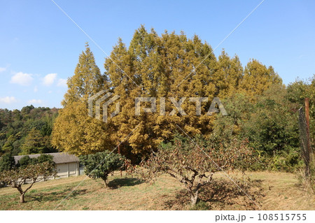 山口姫山の麓の紅葉 108515755