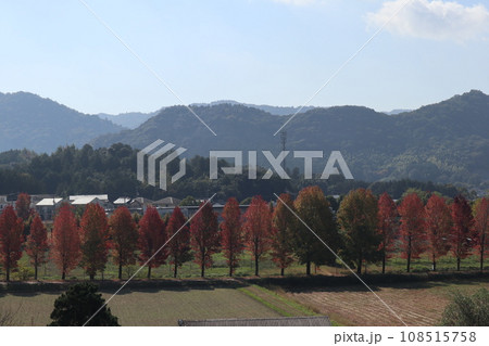 山口姫山の麓の紅葉 108515758