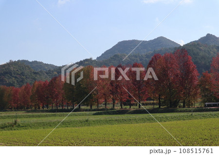 山口姫山の麓の紅葉 108515761