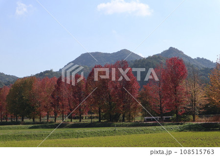 山口姫山の麓の紅葉 108515763
