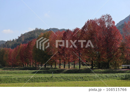 山口姫山の麓の紅葉 山口姫山の麓の紅葉 108515766