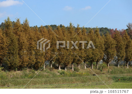 山口姫山の麓の紅葉 108515767