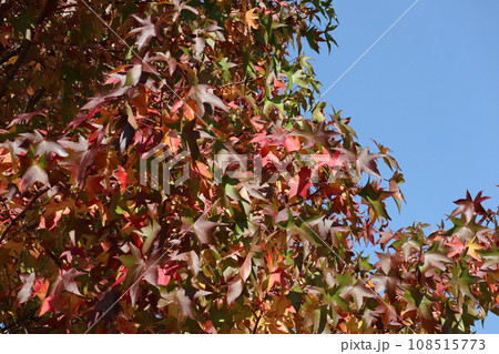 山口姫山の麓の紅葉 108515773