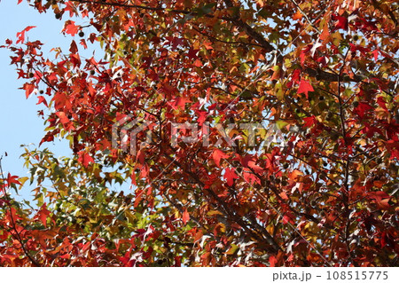 山口姫山の麓の紅葉 108515775