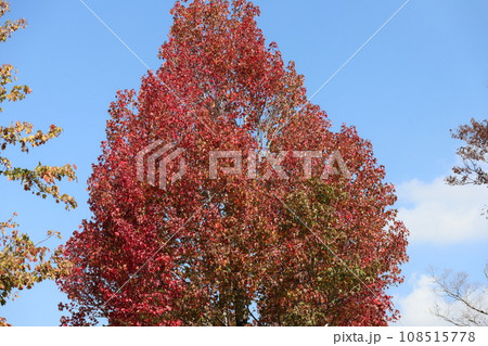 山口姫山の麓の紅葉 108515778