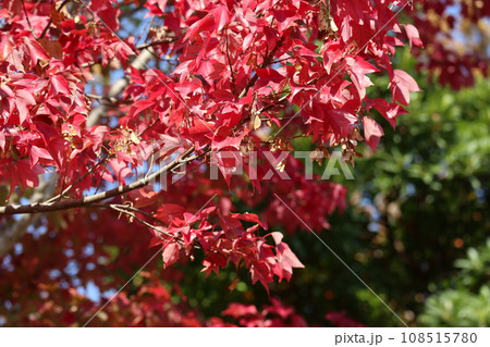山口姫山の麓の紅葉 山口姫山の麓の紅葉 108515780