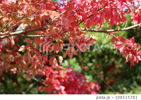 山口姫山の麓の紅葉 108515781